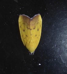 Earias luteolaria