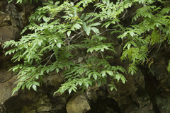Sorbus sambucifolia