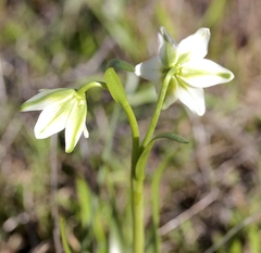 Fritillaria liliacea