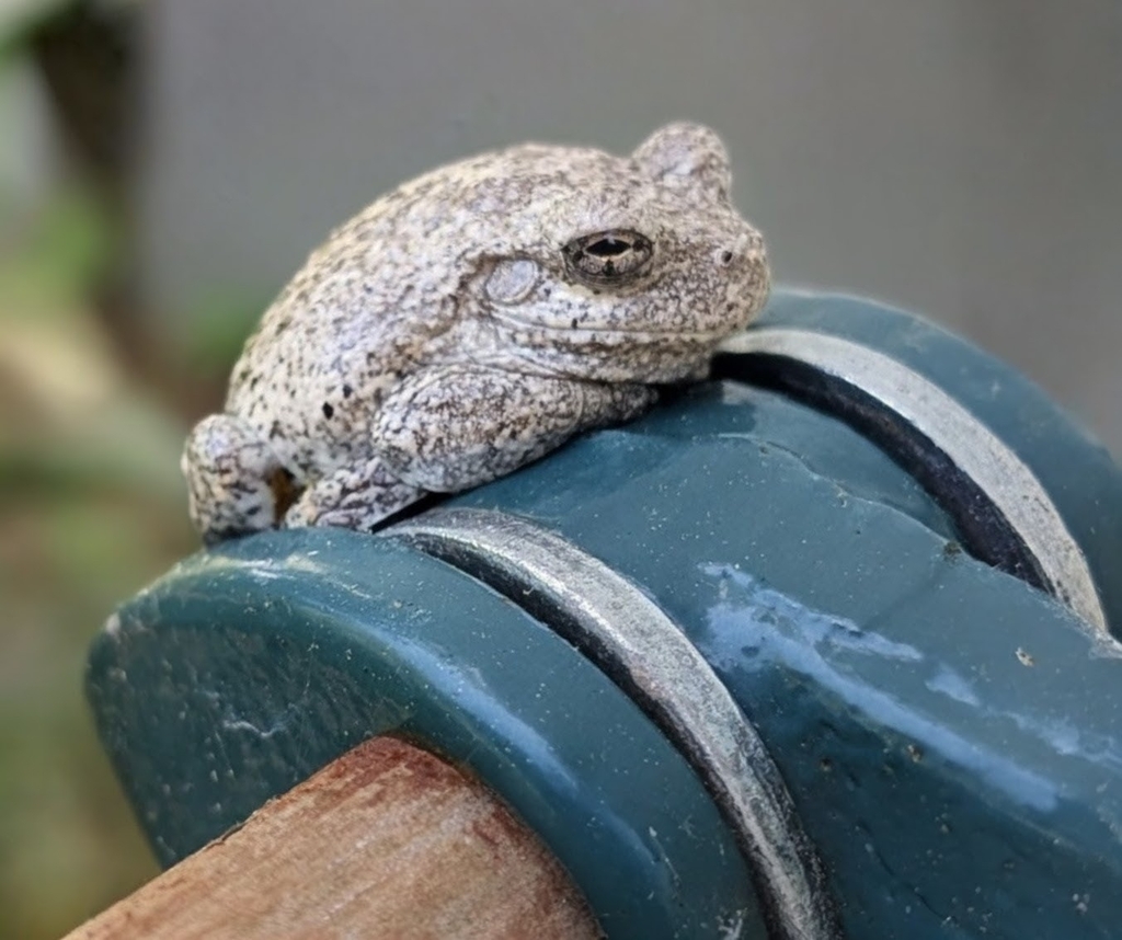 Gray Treefrog Species Complex in April 2026 by t0dd. Not sure if this ...