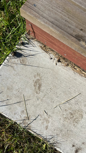 iNaturalist observation photo of Mammals