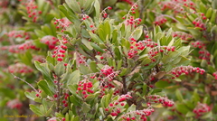 Comarostaphylis diversifolia planifolia