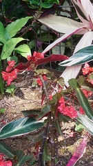 Begonia coccinea