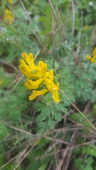 Corydalis curvisiliqua