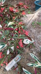 Begonia coccinea