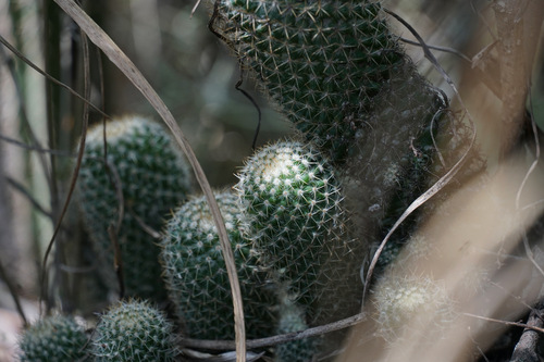 Mammillaria columbiana