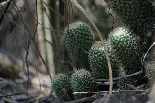 Mammillaria columbiana