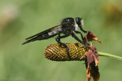 Promachus painteri