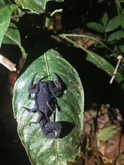 Tityus obscurus