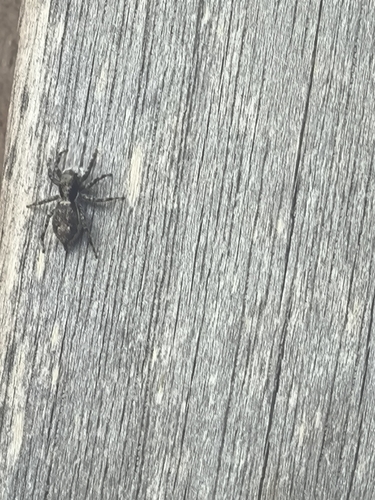 Gray Wall Jumping Spider