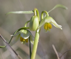 Fritillaria liliacea