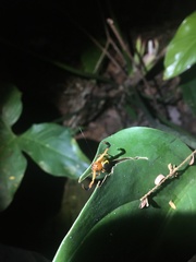 Stephanopoides simoni