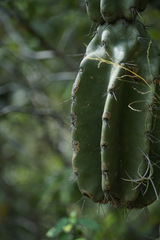 Cereus lepidotus, photograph (c) Connor Connolly-Moyls, some rights reserved (CC BY)