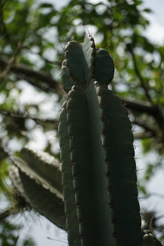 Cereus lepidotus, photograph 6
