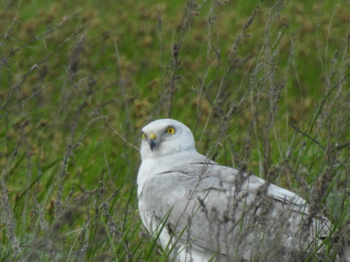Aguilucho papialbo (Circus macrourus)