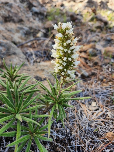 Echium onosmifolium, 2026-04-04