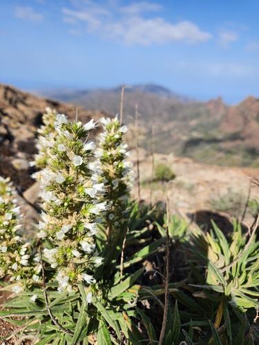Echium onosmifolium, 2026-04-04