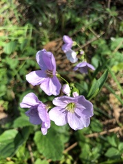 Cardamine nuttallii