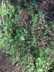 Cardamine nuttallii