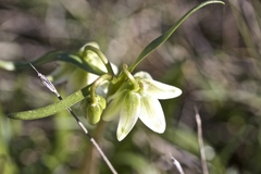 Fritillaria liliacea