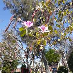 Bauhinia variegata