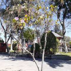 Bauhinia variegata