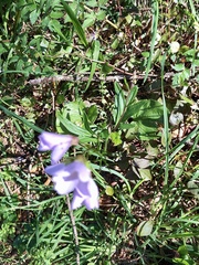 Cardamine nuttallii