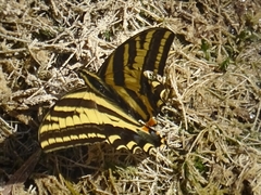 Papilio pilumnus