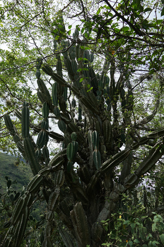Cereus lepidotus, photograph 4