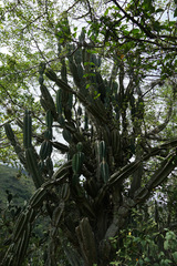 Cereus lepidotus, photograph (c) Connor Connolly-Moyls, some rights reserved (CC BY)