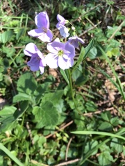 Cardamine nuttallii