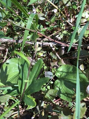 Cardamine nuttallii