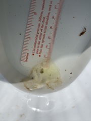 Ambystoma gracile