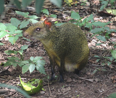 Azara's Agouti photo 5