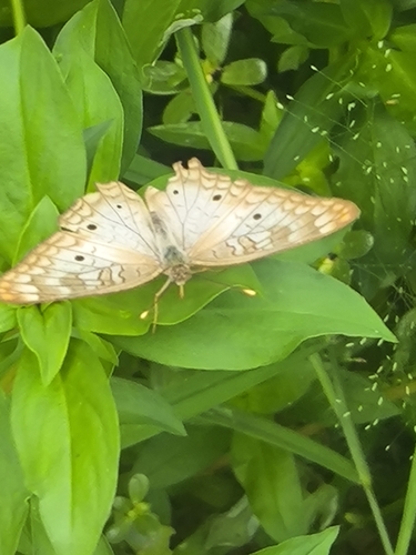 White Peacock