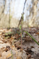 Lathyrus rotundifolius