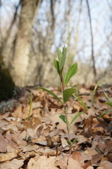 Lathyrus rotundifolius