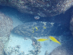 Pacific Goliath Grouper photo 5