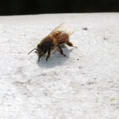 Apis mellifera
