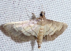 Cnaphalocrocis trebiusalis