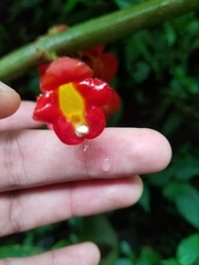 Glossoloma tetragonoides