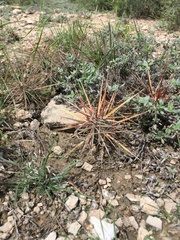 Grusonia