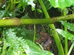 Glossoloma tetragonoides