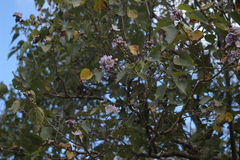 Robinsonella cordata