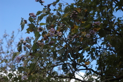 Robinsonella