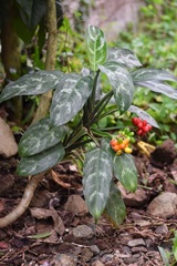 Aglaonema