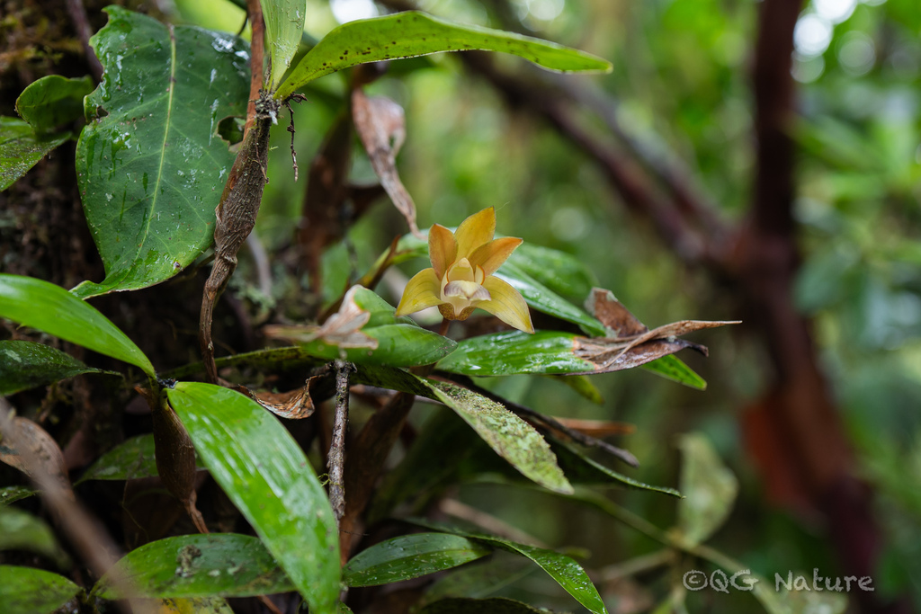 Dendrobium rotundatum (Lindl.) Hook.f. 4
