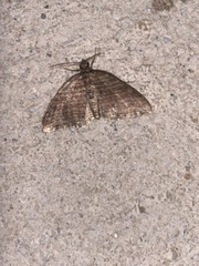 Anticlea multiferata