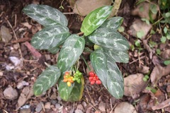 Aglaonema