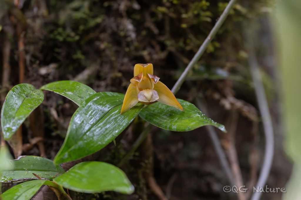 Dendrobium rotundatum (Lindl.) Hook.f. 3